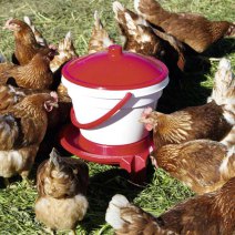 Rainao Hühnerfütterung Automatische Hühnertrinkbecher Automatische Nippeltränke Rot Wassernippel Feeder Huhn Wasserzufuhr Für Küken Wachtel Taube（10 Stücke） Geflügel Wassertrinker 
