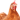 Hühner/Geflügel