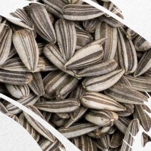 Sonennblumenkerne