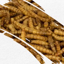 Mehlwürmer getrocknet