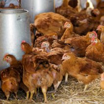 Futtertröge und -automaten