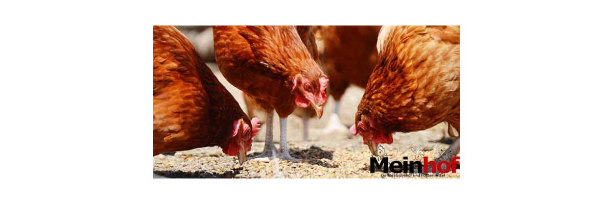 Unser Bio Legehennenfutter - Unser Bio Legehennenfutter aus eigener Produktion