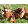 Futtertrog für Hennen aus lebensmittelechtem Kunststoff - 50 x 12 cm
