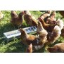 Futtertrog für Hühner 75 x10 cm, mit Fressgitter