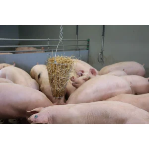 Grünfuttertrog / Futterkorb für Geflügel