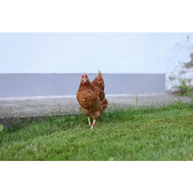 Kunststoffclip 8 mm, farblich gemischt, 5x 20 St. im Blister