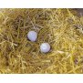 Nesteier aus Ton für Hühner (2 Eier pro Blister)