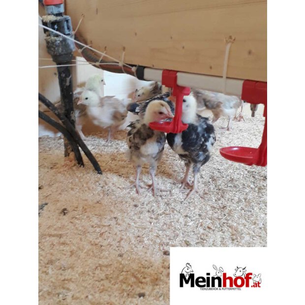 Nippeltränke für Geflügel bis 20 Tiere
