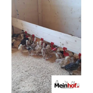 Nippeltränke für Geflügel bis 90 Tiere