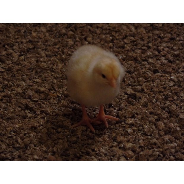 Strohgranulat im 25 kg Sack, für Geflügel & Nager