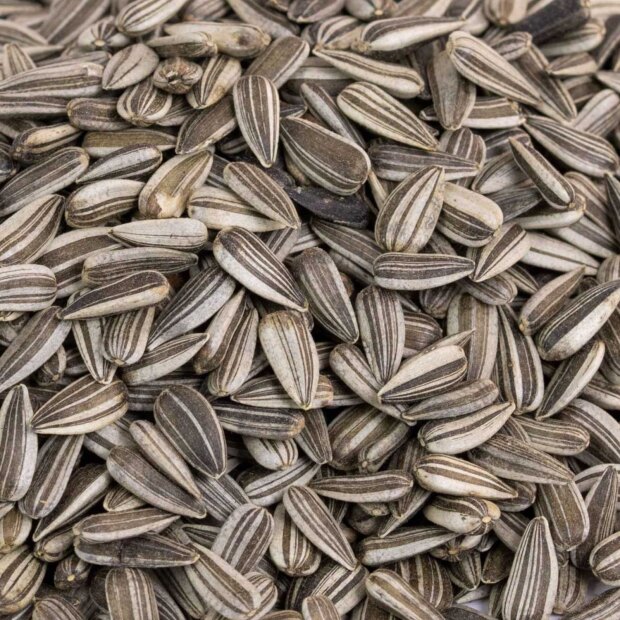 Karner Sonnenblumenkerne gestreift 15 kg