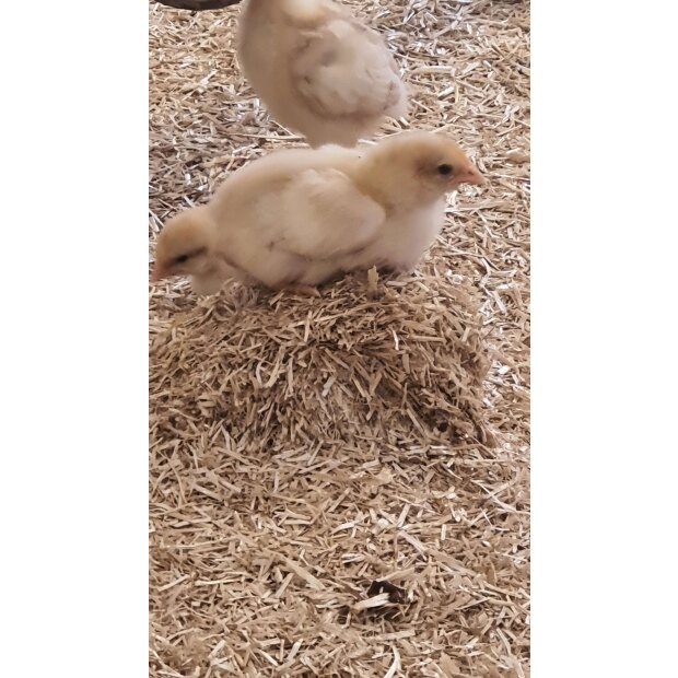 Miko Strohmehl Einstreu, 25 kg Ballen