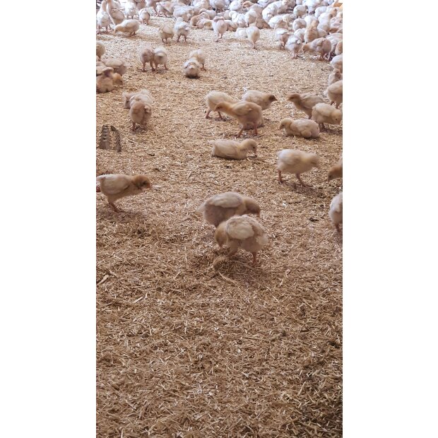 Miko Strohmehl Einstreu, 25 kg Ballen