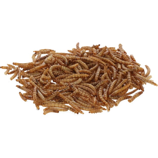 Mehlwürmer 900g im Eimer