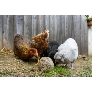 Pickkugeln für Hühner, 6 Stück im Eimer