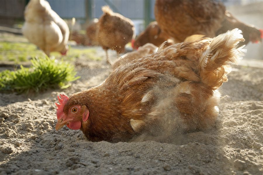 Milben bei Hühnern bekämpfen