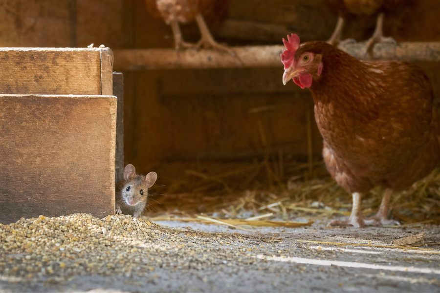 Ratten, Mäuse & Motten im Hühnerstall