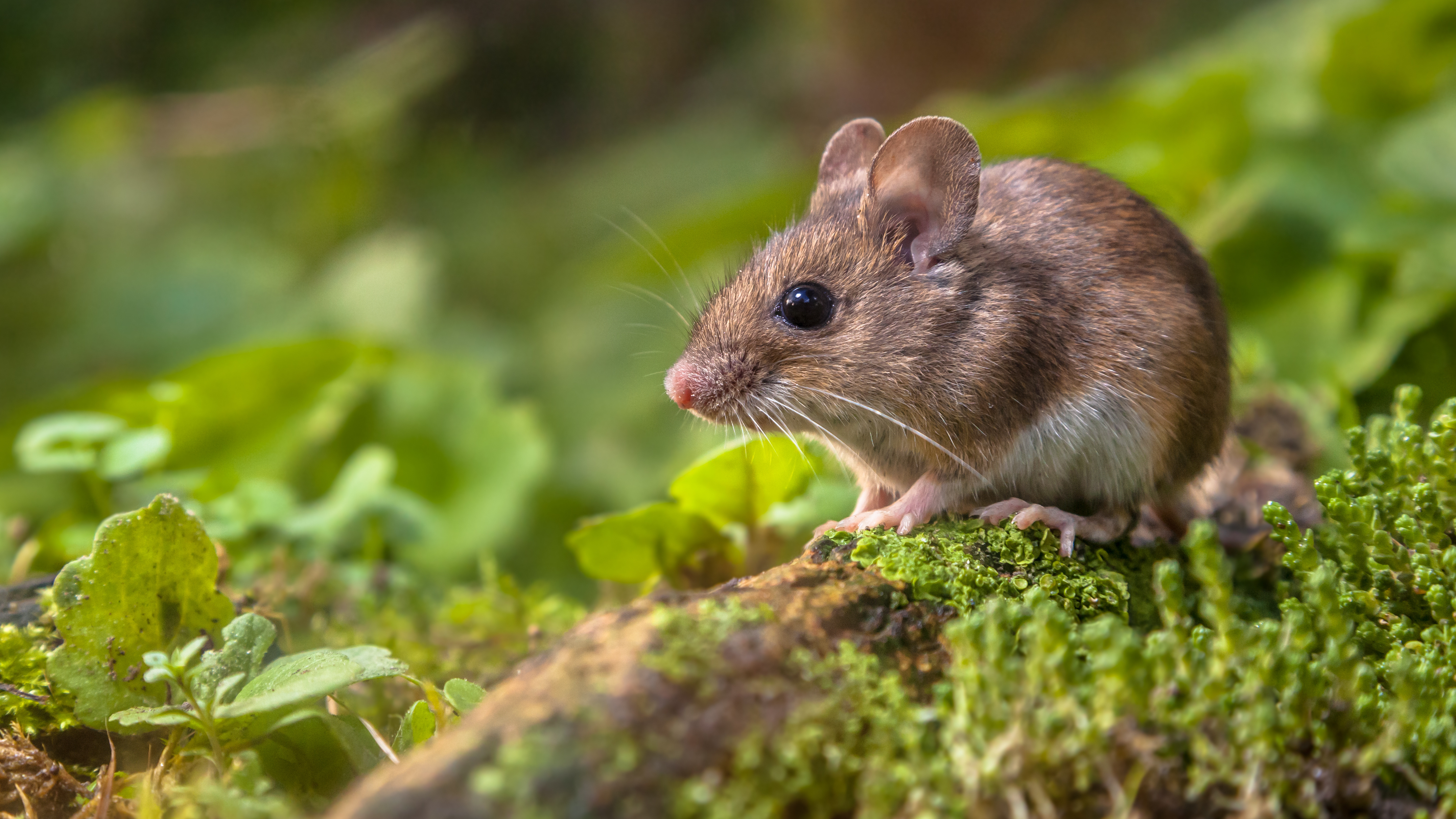 Waldmaus