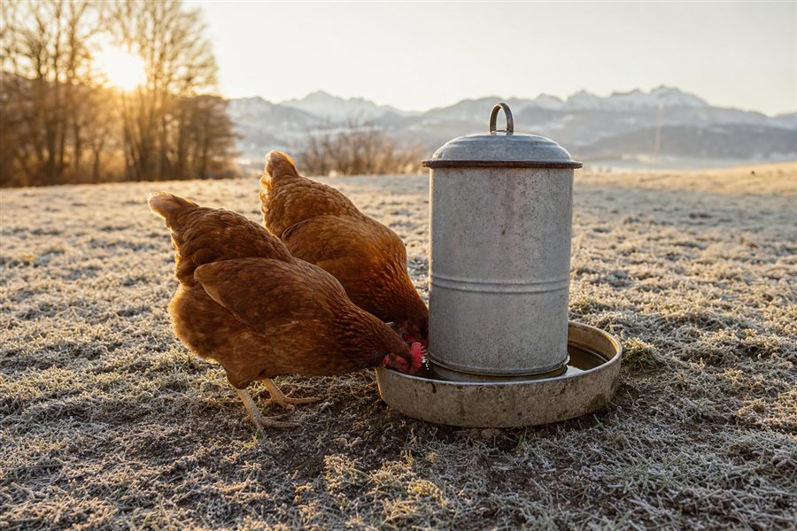 Tränkenwärmer & Frostschutz